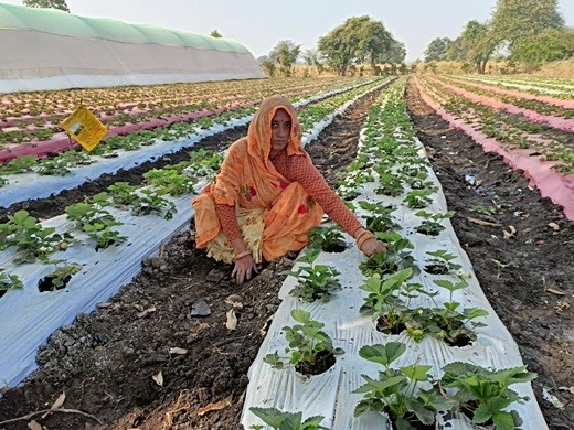 कड़कनाथ के इलाके में स्ट्रॉबेरी की मिठास